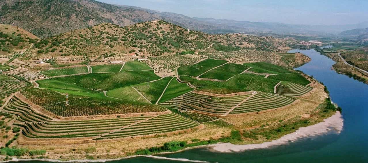 Vineyard Background