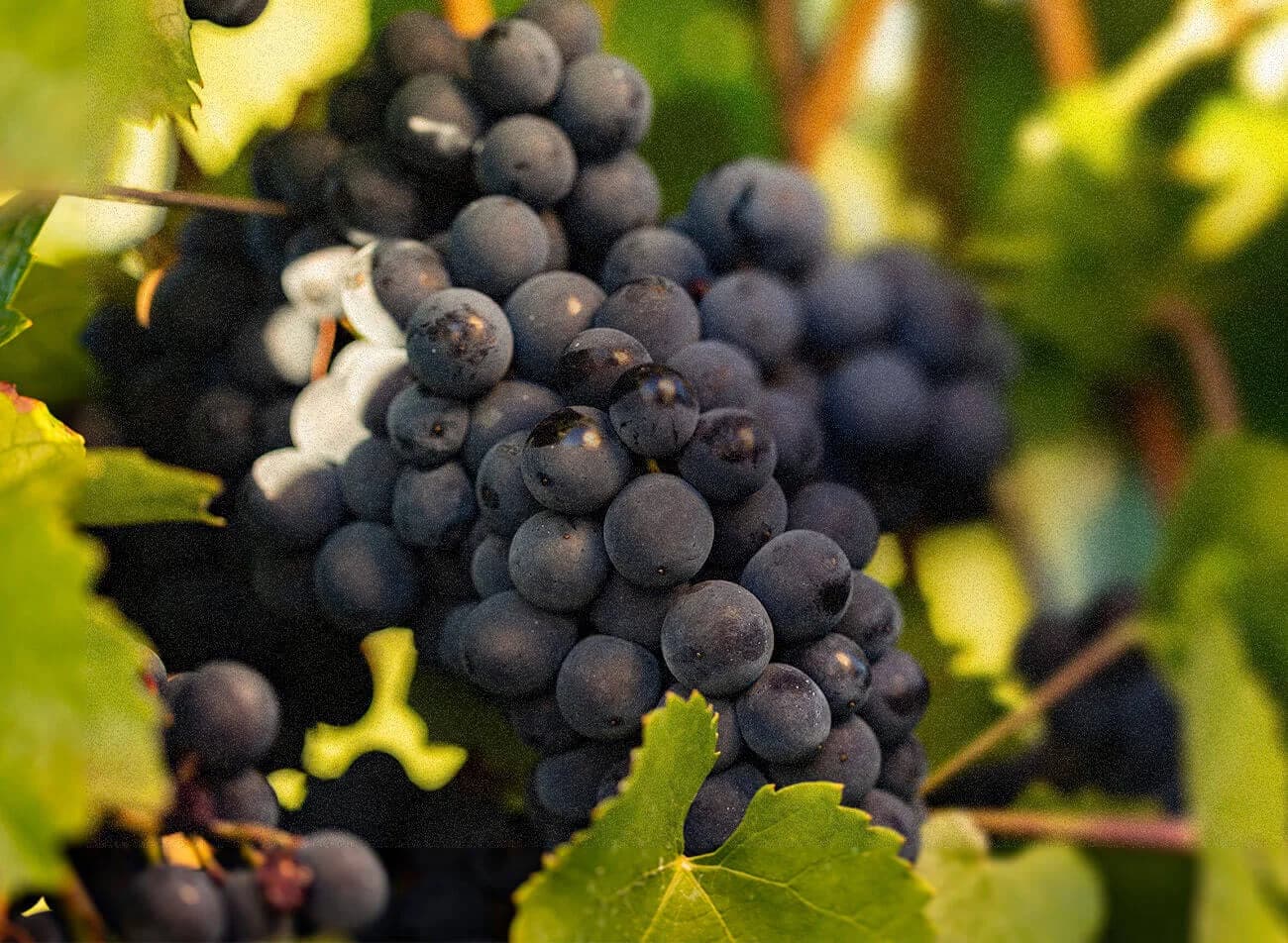 Cabernet Sauvignon