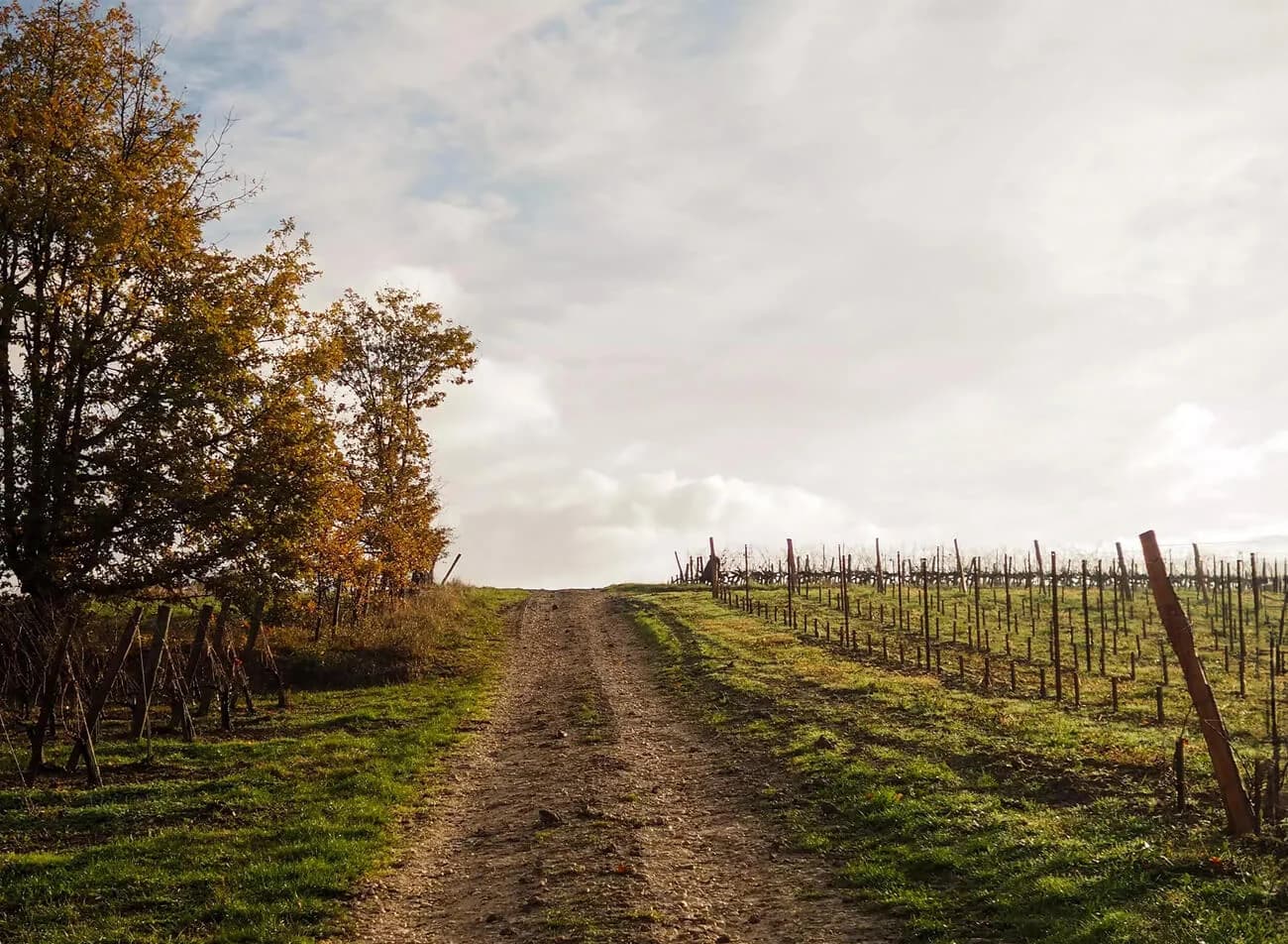 Domaines Barons De Rothschild