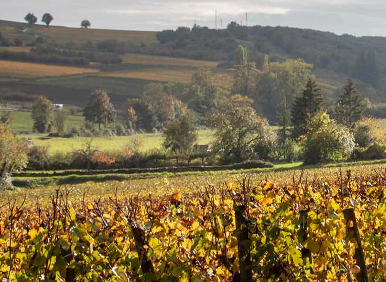 Domaine Aubert & Paméla de Villaine