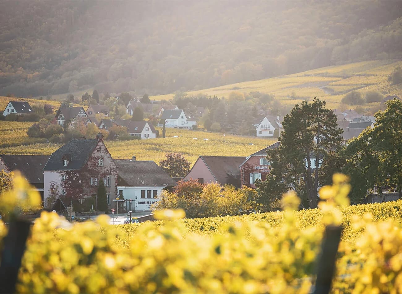 Domaine Simon Bize