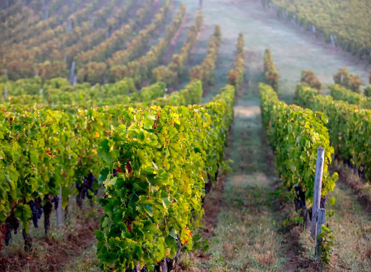Cru classé (Pomerol/St. Emilion)