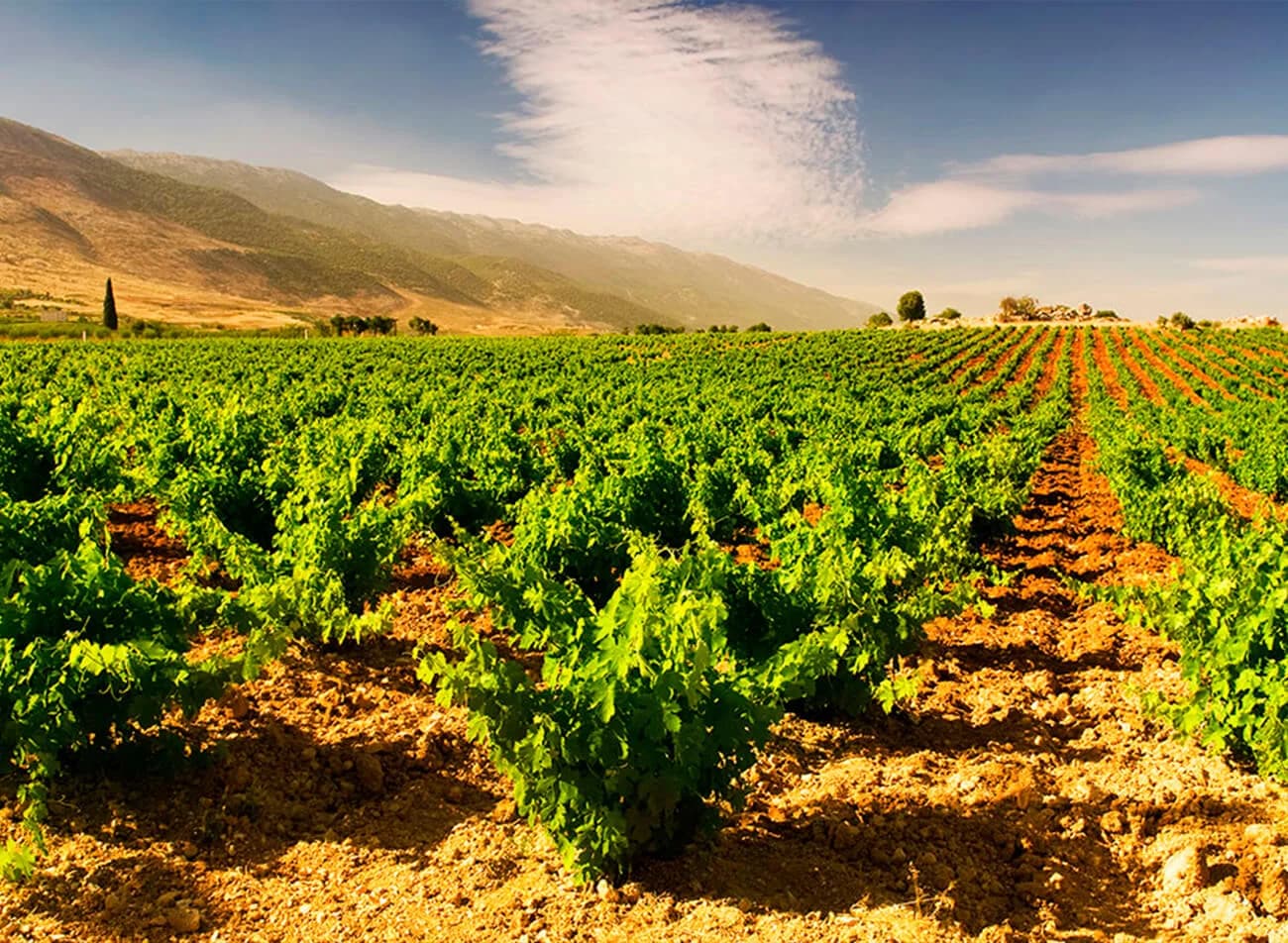 Vale de Bekaa