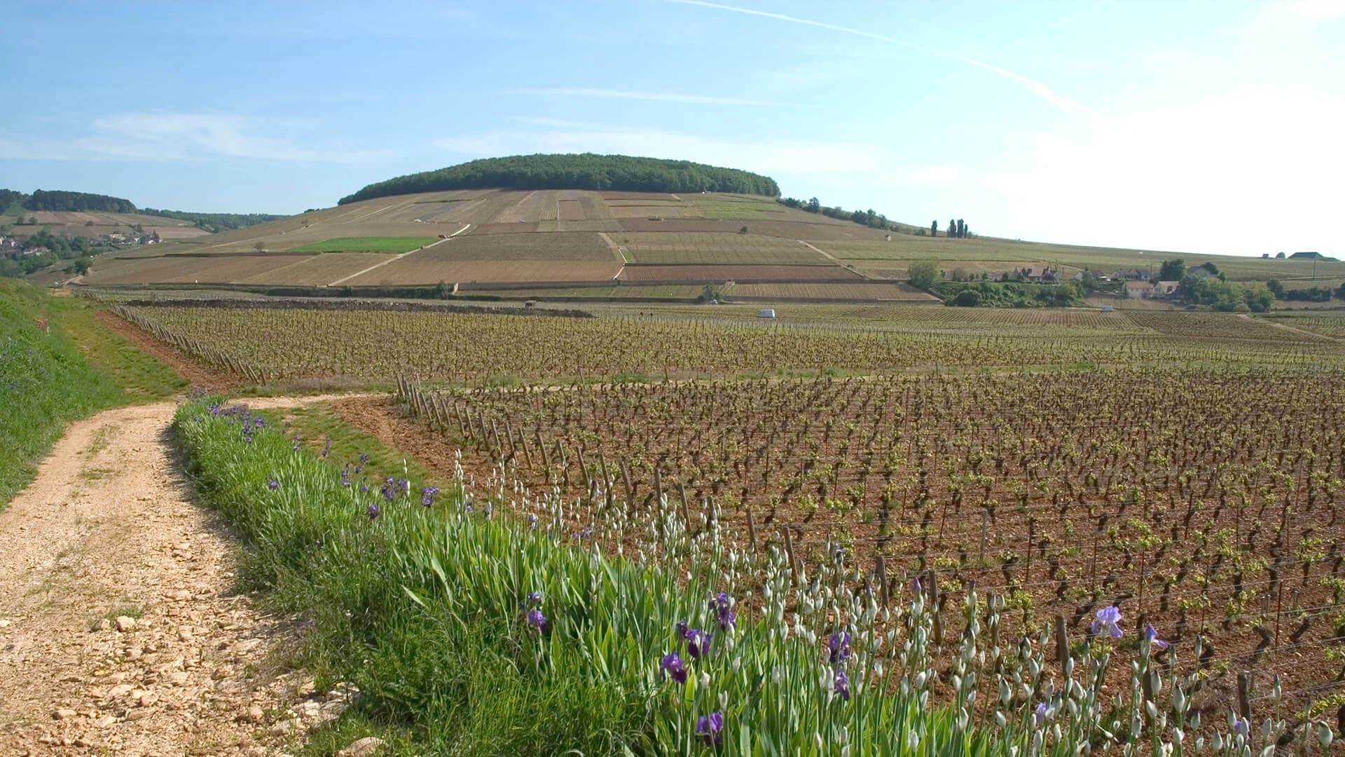 Armagnac