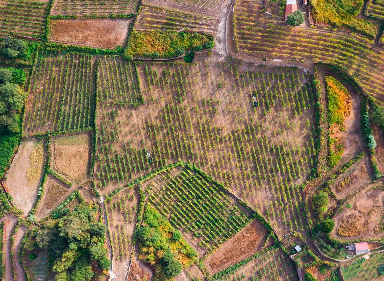 Vinho Verde