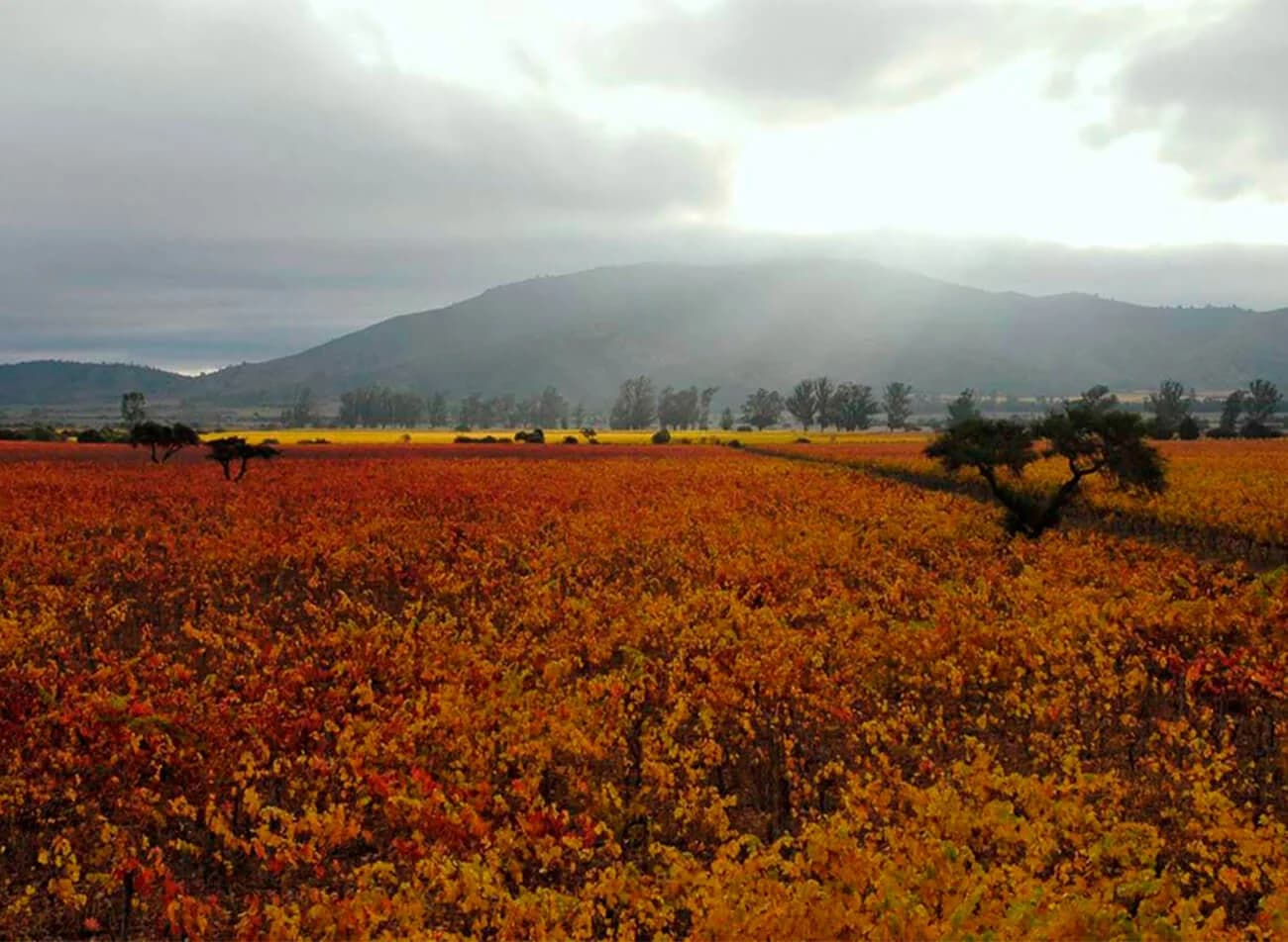 Valle de Casablanca