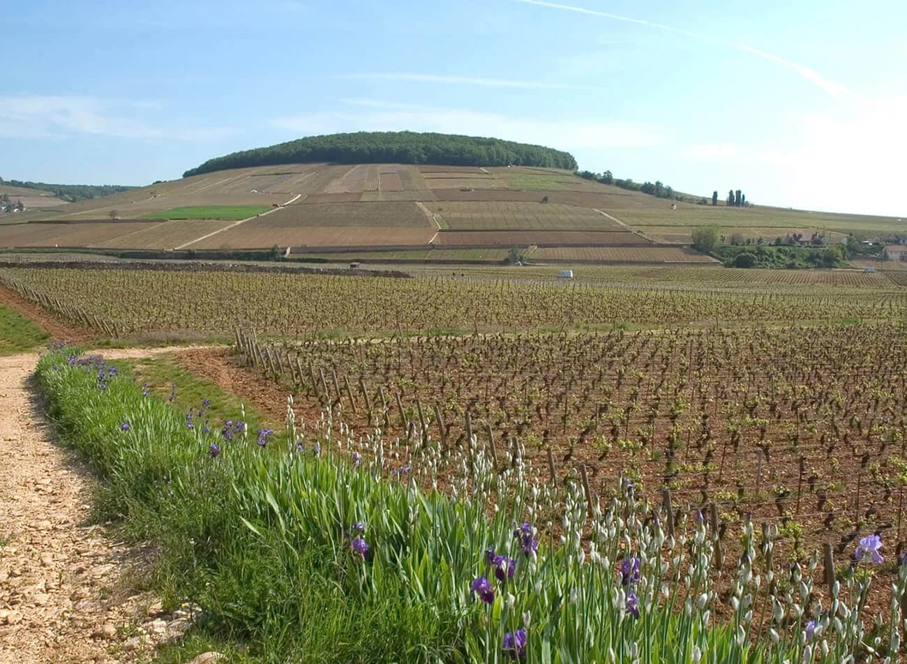 Cognac