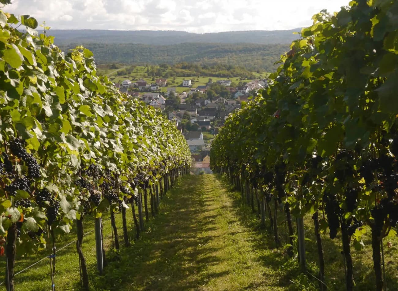 Rhône Norte
