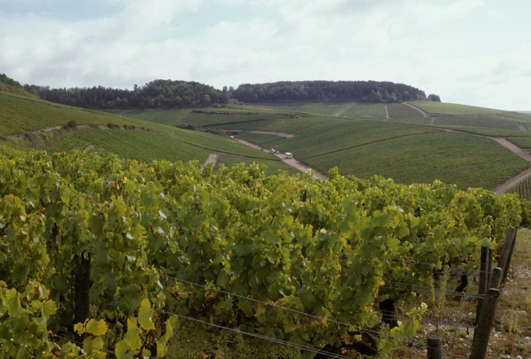 Vinhedos de Beaujolais - Paisagem dos vinhedos onde é produzido o Beaujolais Nouveau