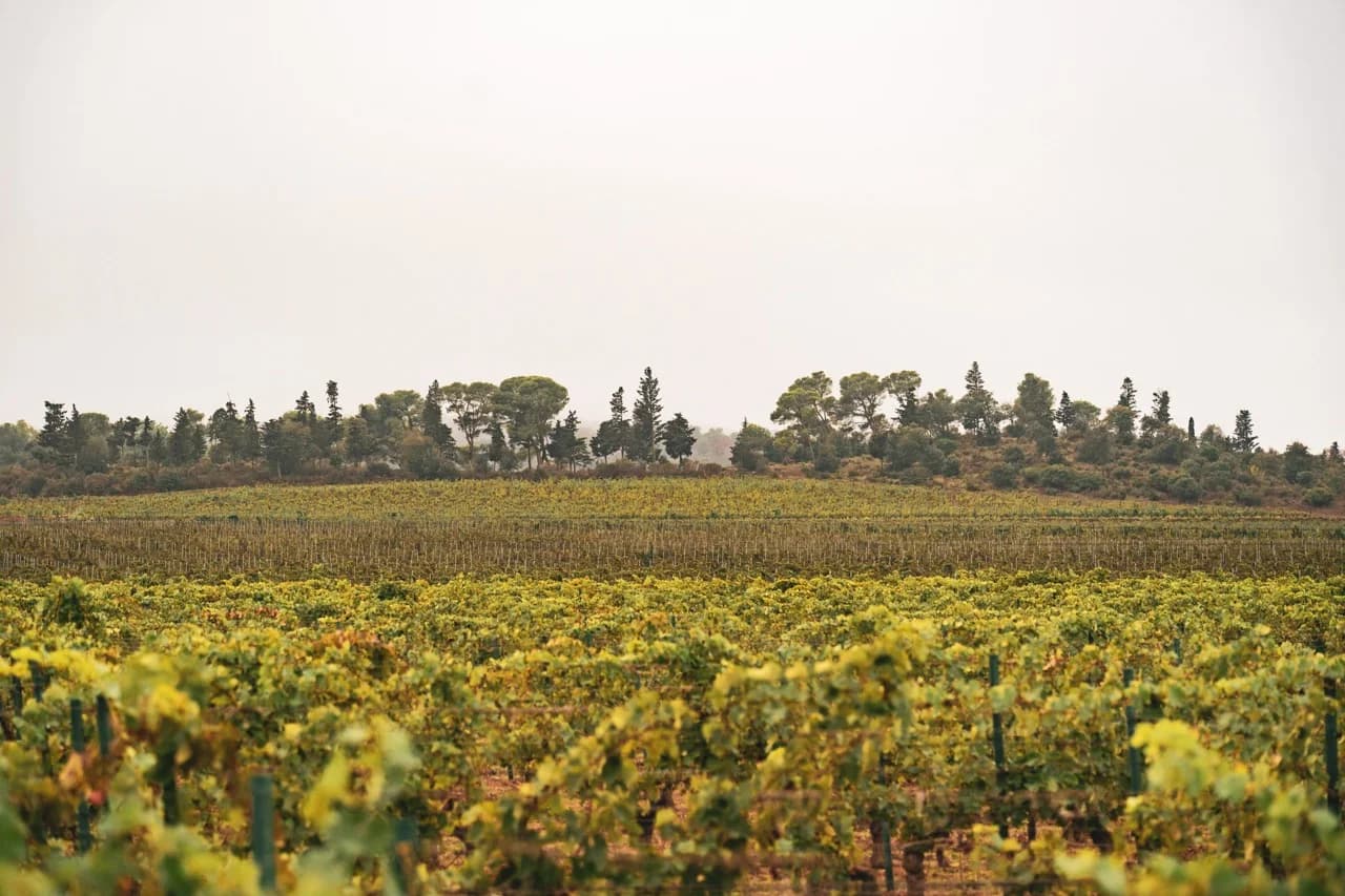 Domaine d'Aussières - Detalhes arquitetônicos