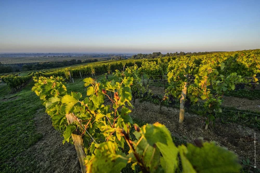 Château Paradis Casseuil - Vinhedos próximos