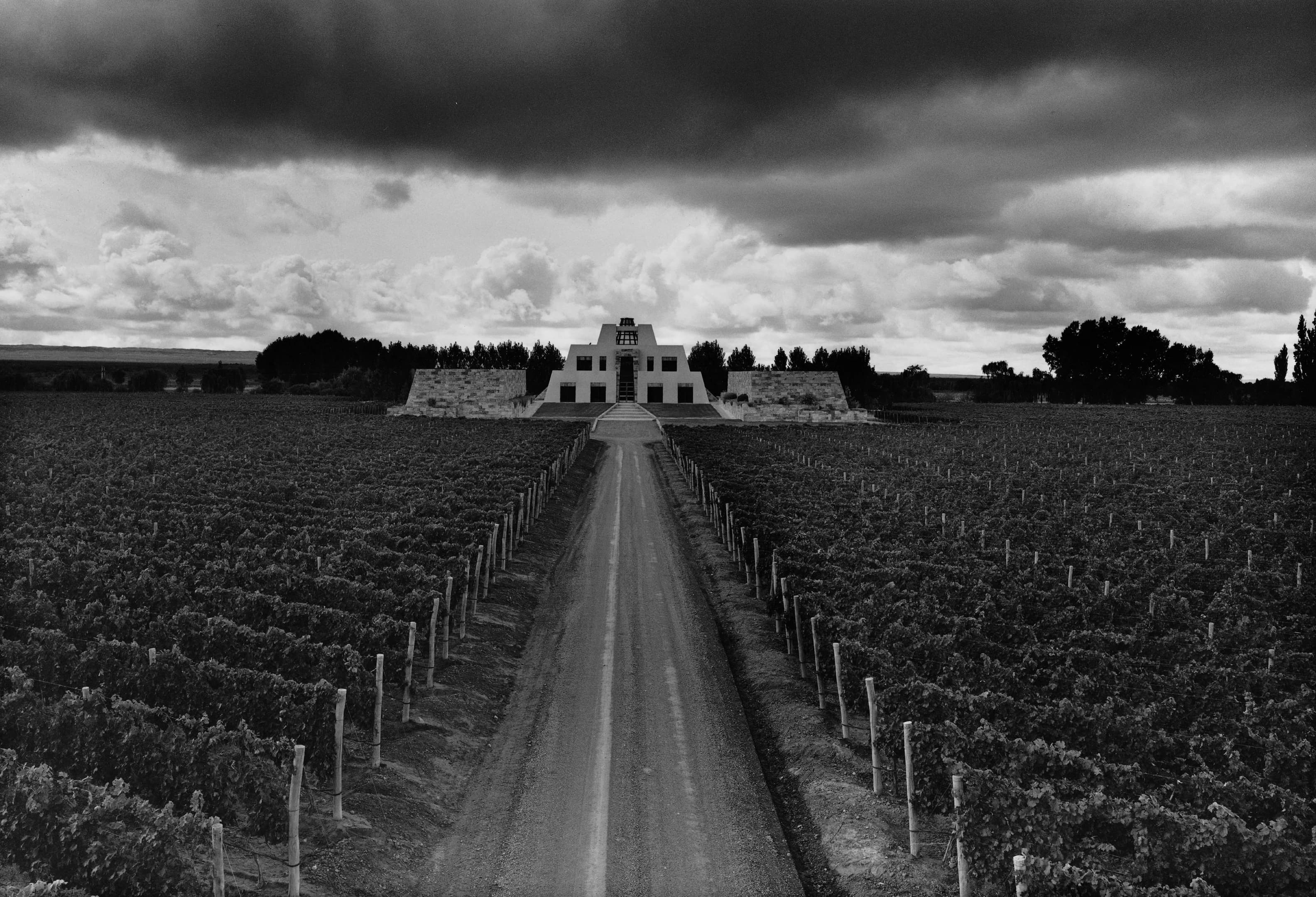 Banner do Malbec Argentino - Vinhedo e paisagem argentina