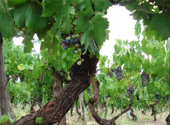 Vinhedo de Malbec - Seleção massal e clonal