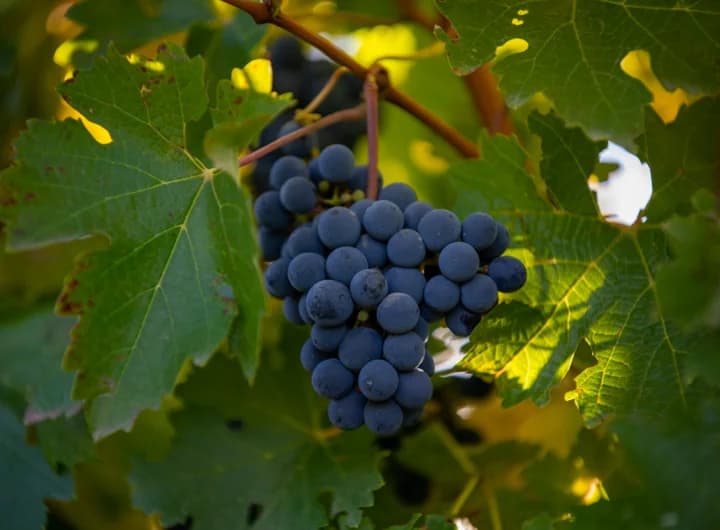 Uvas de Cabernet Sauvignon - Seleção histórica