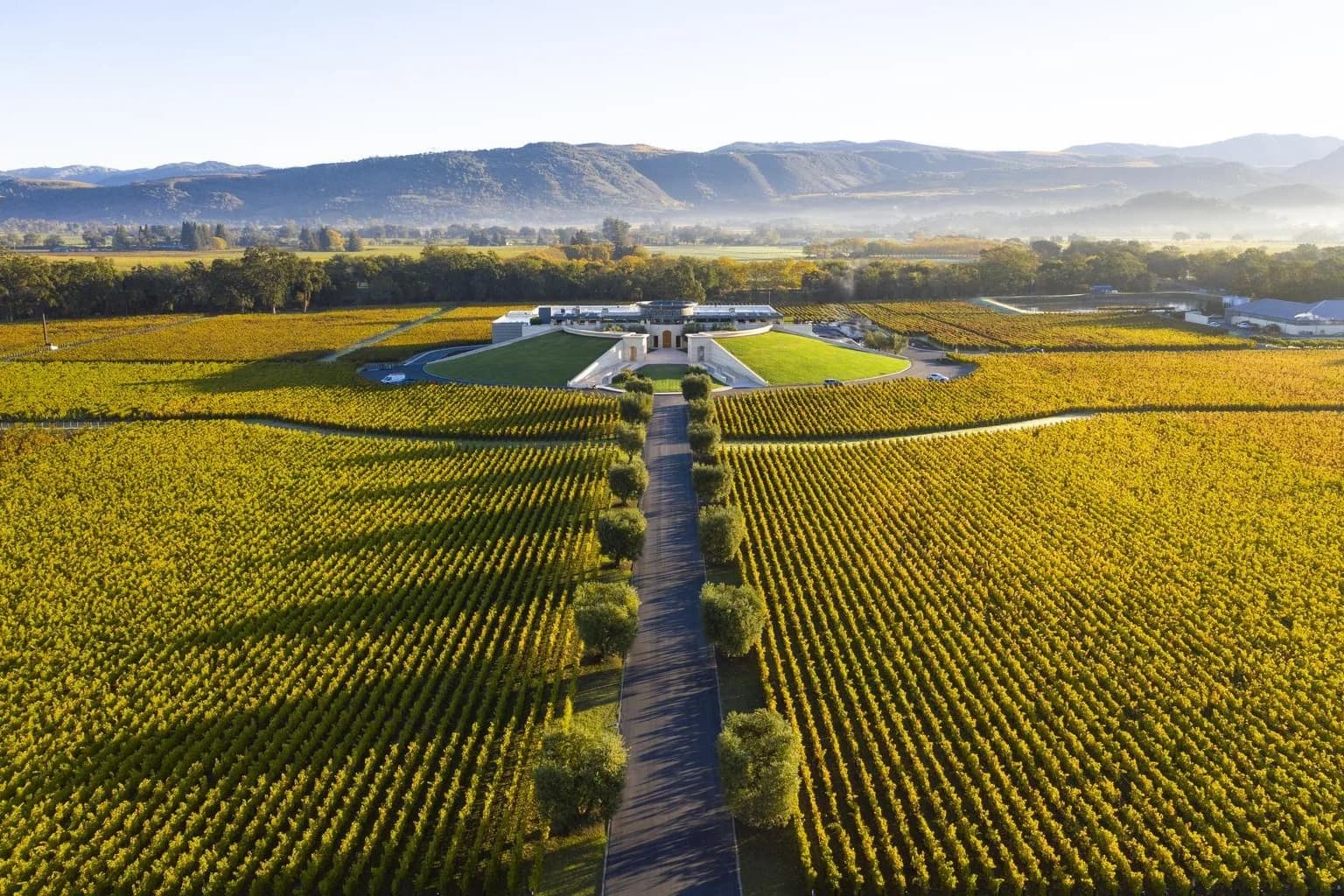 Banner do Opus One - Vinhedo e paisagem californiana