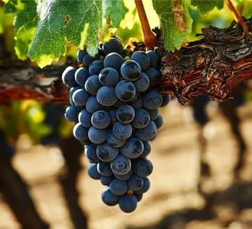 Uva Primitivo